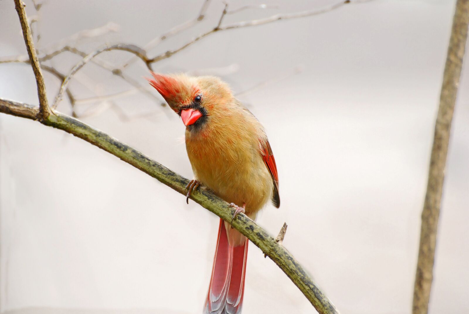 Nikon D80 sample photo. Bird, female, cardinal photography