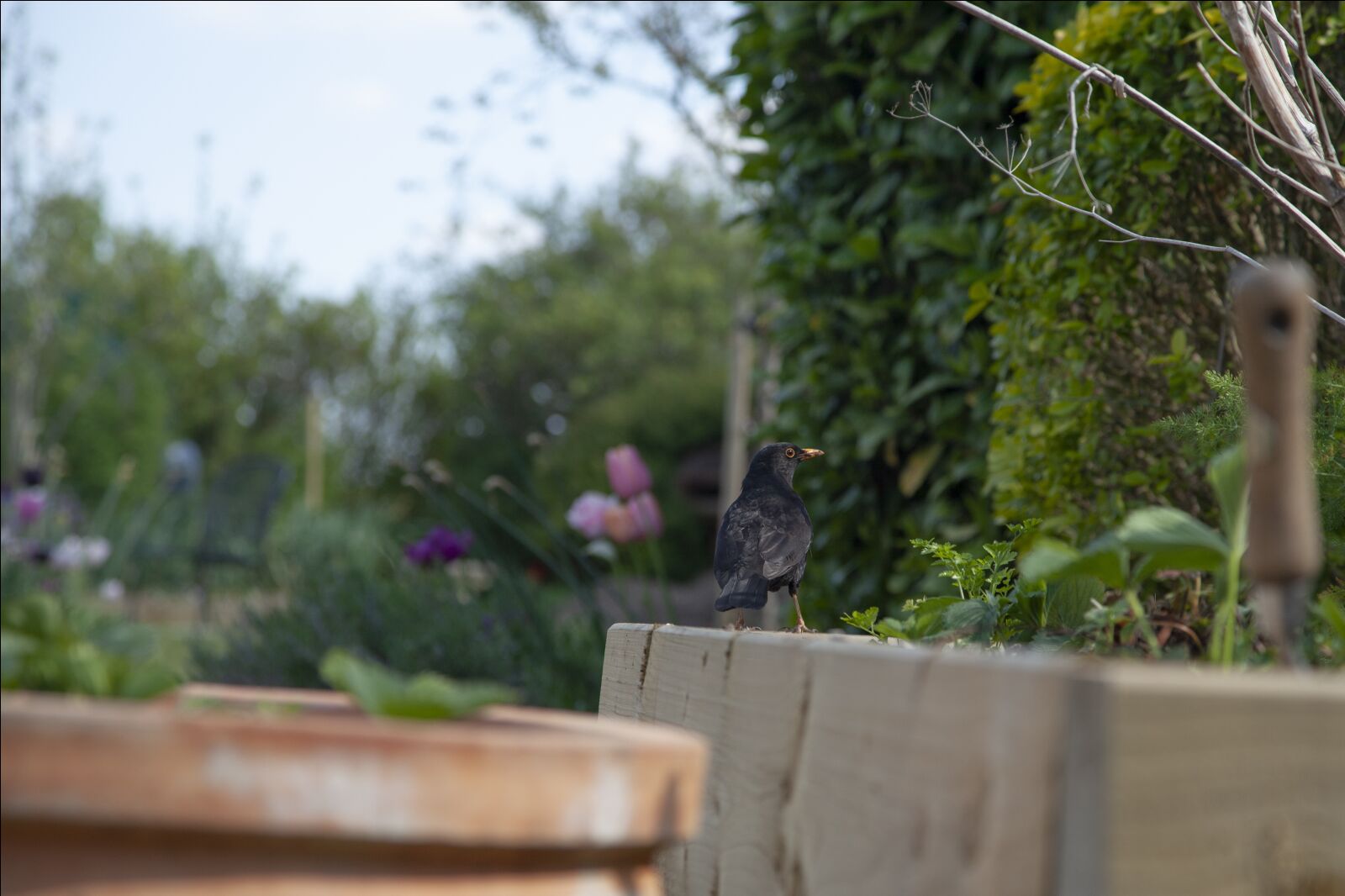 Canon EOS 5D Mark II sample photo. Blackbird, garden, bird photography