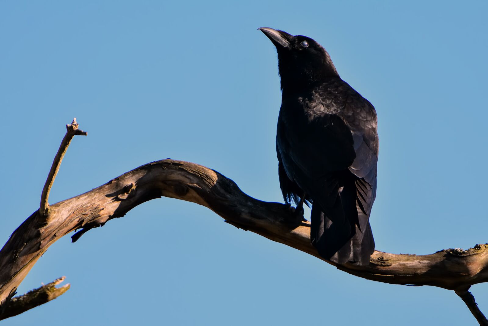 Nikon D3400 sample photo. Raven, black, bird photography