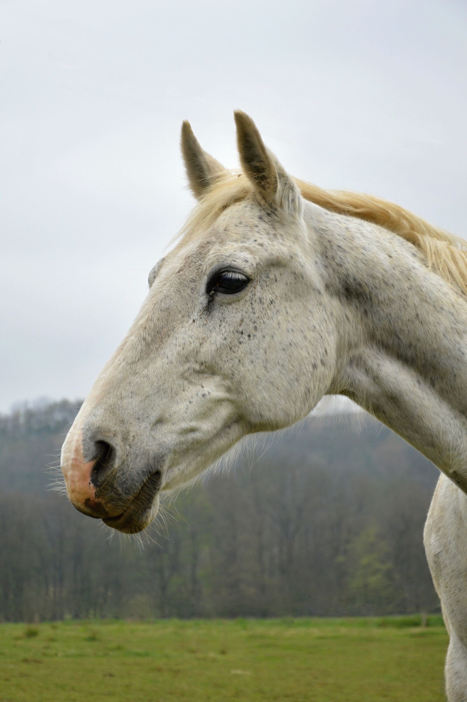 Nikon D3200 sample photo. Horse, white horse, nature photography
