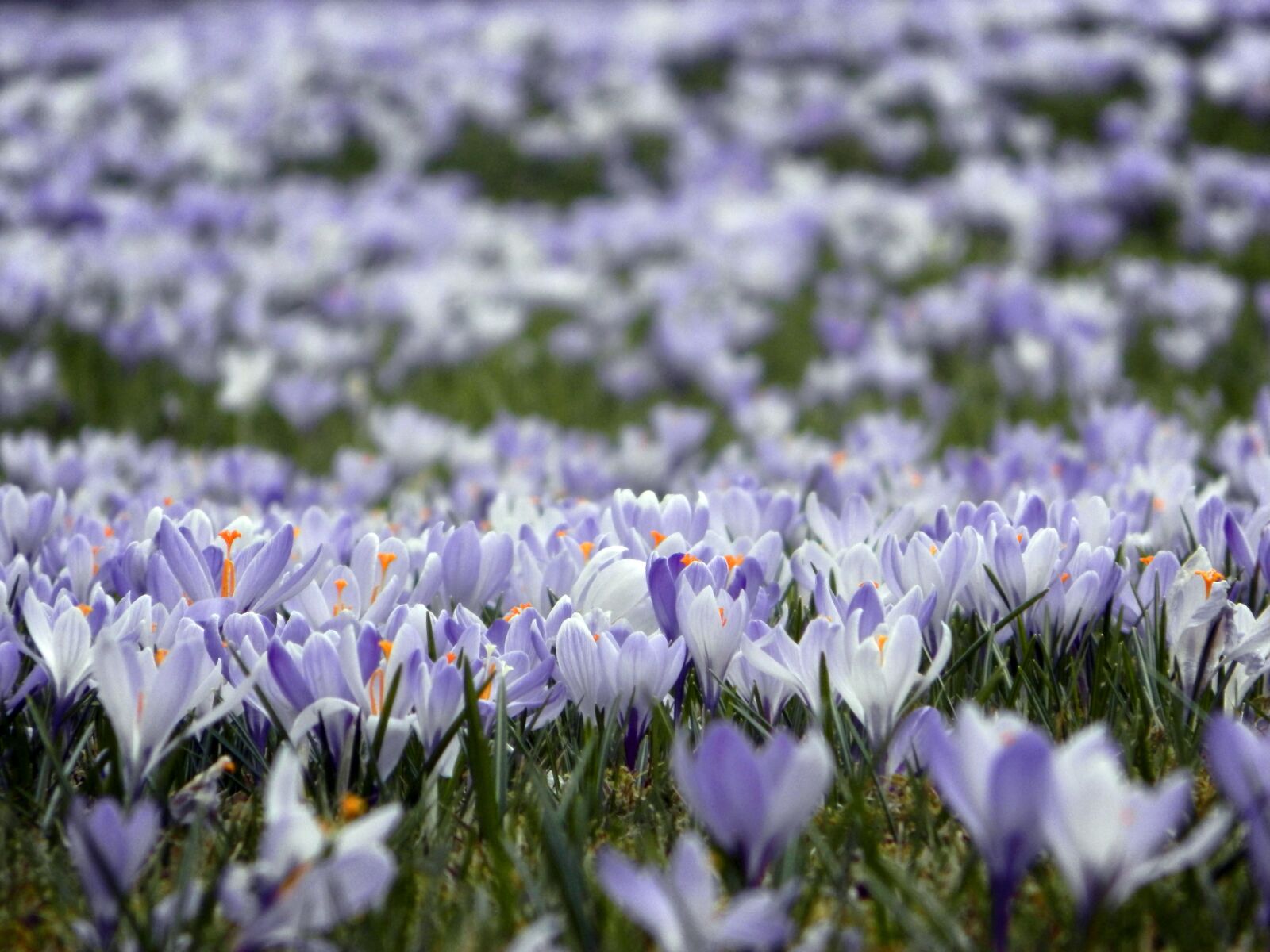 Olympus SP-620UZ sample photo. Crocus, nature, meadow photography