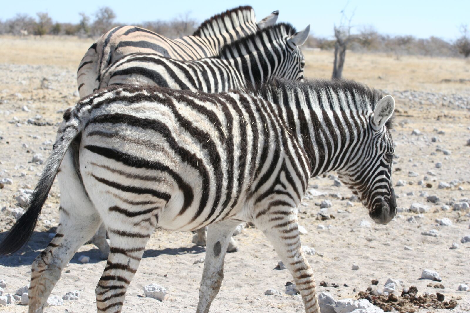 Canon EOS 350D (EOS Digital Rebel XT / EOS Kiss Digital N) sample photo. Zebra, texture, coat photography