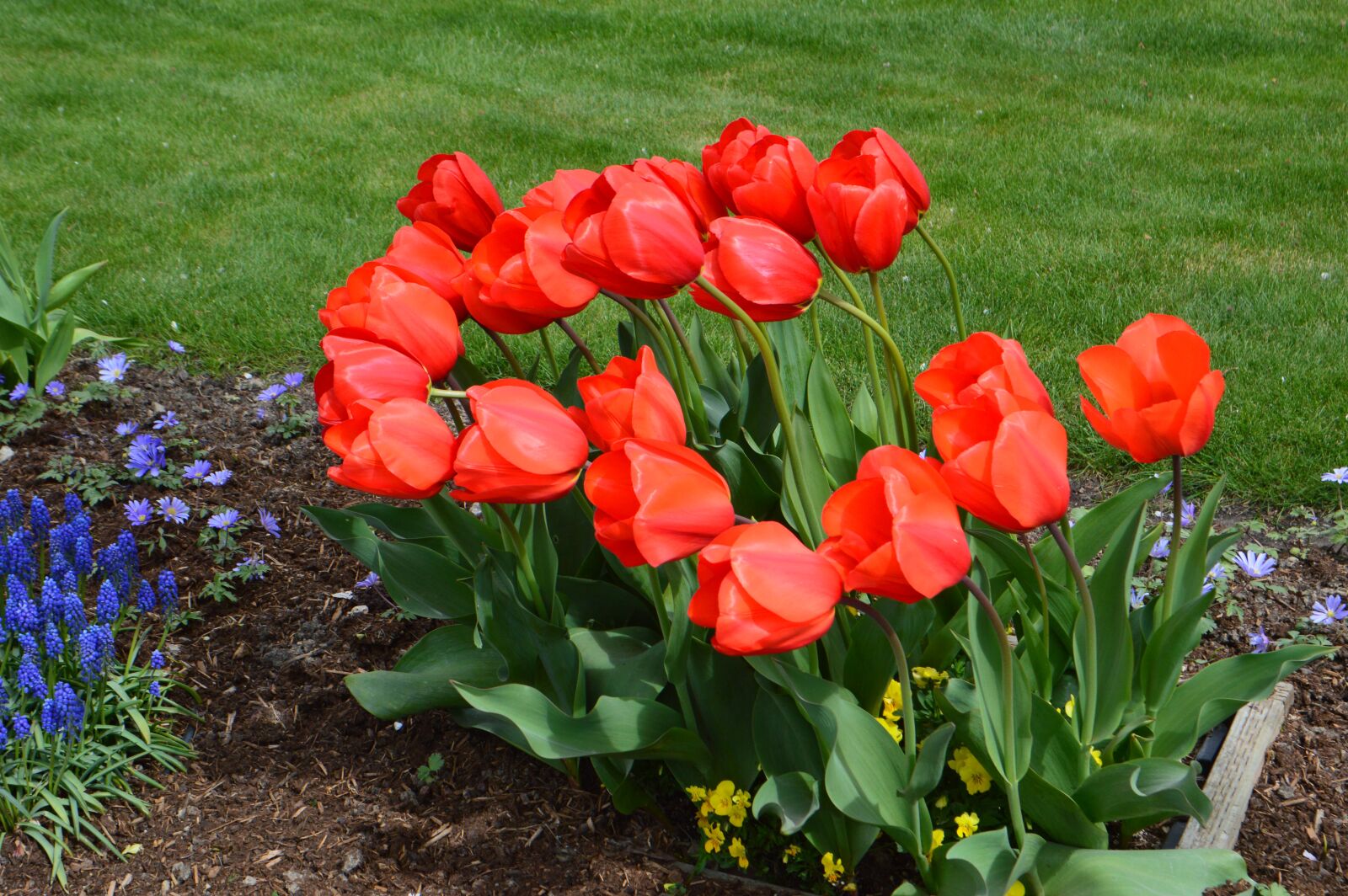 Nikon D3200 sample photo. Tulips, flower of tulip photography