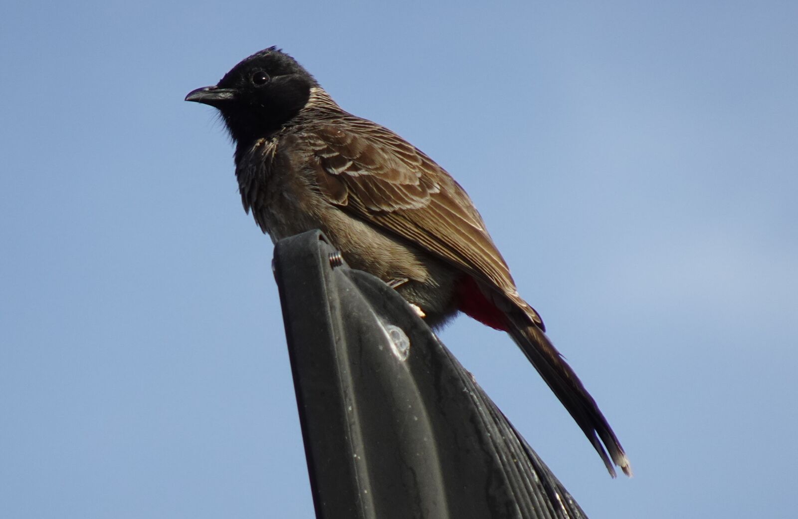 Sony DSC-WX800 sample photo. Bird, red-vented bulbul, pycnonotus photography