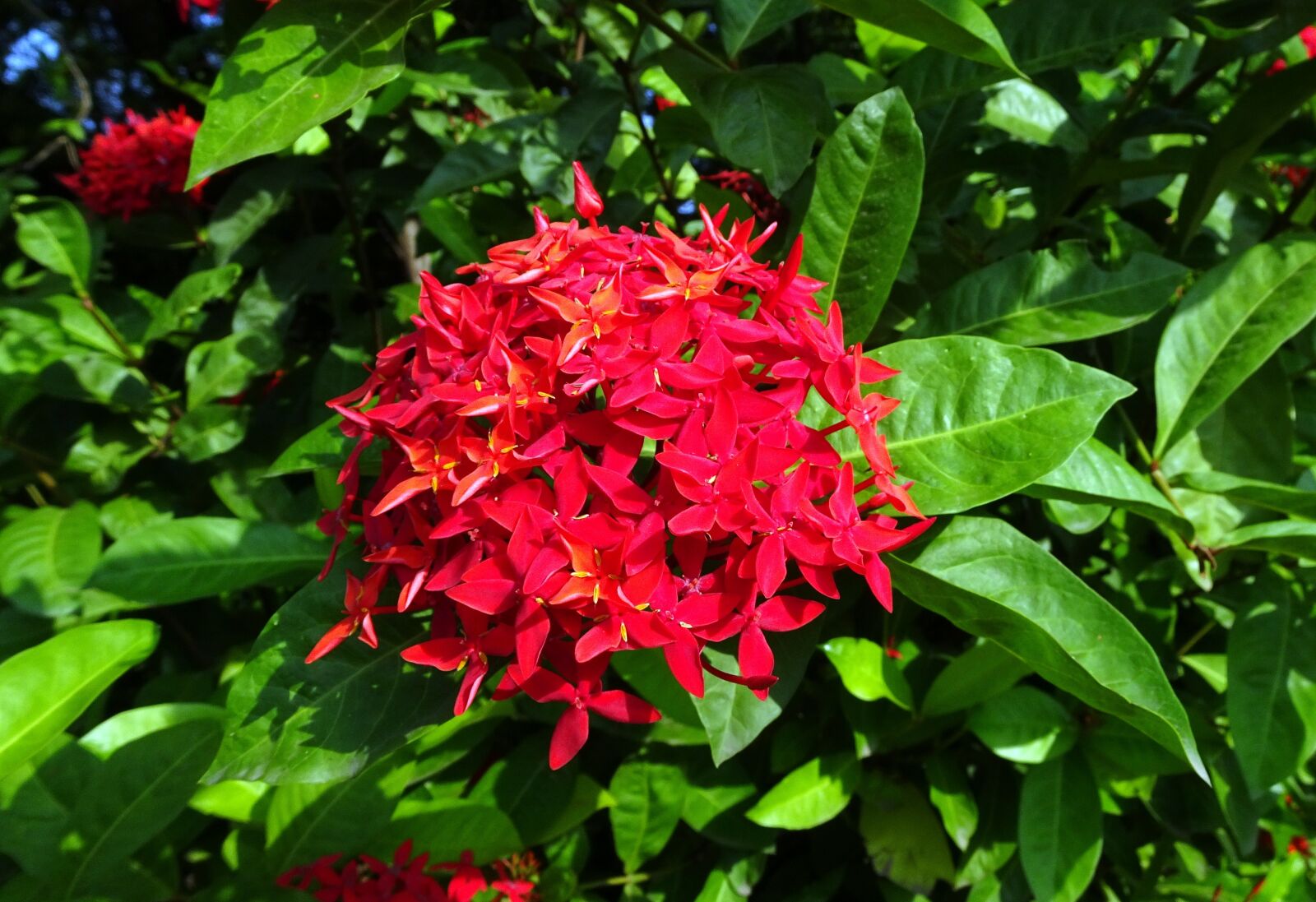 Sony Cyber-shot DSC-HX90V sample photo. Ixora, jungle geranium, rugmini photography