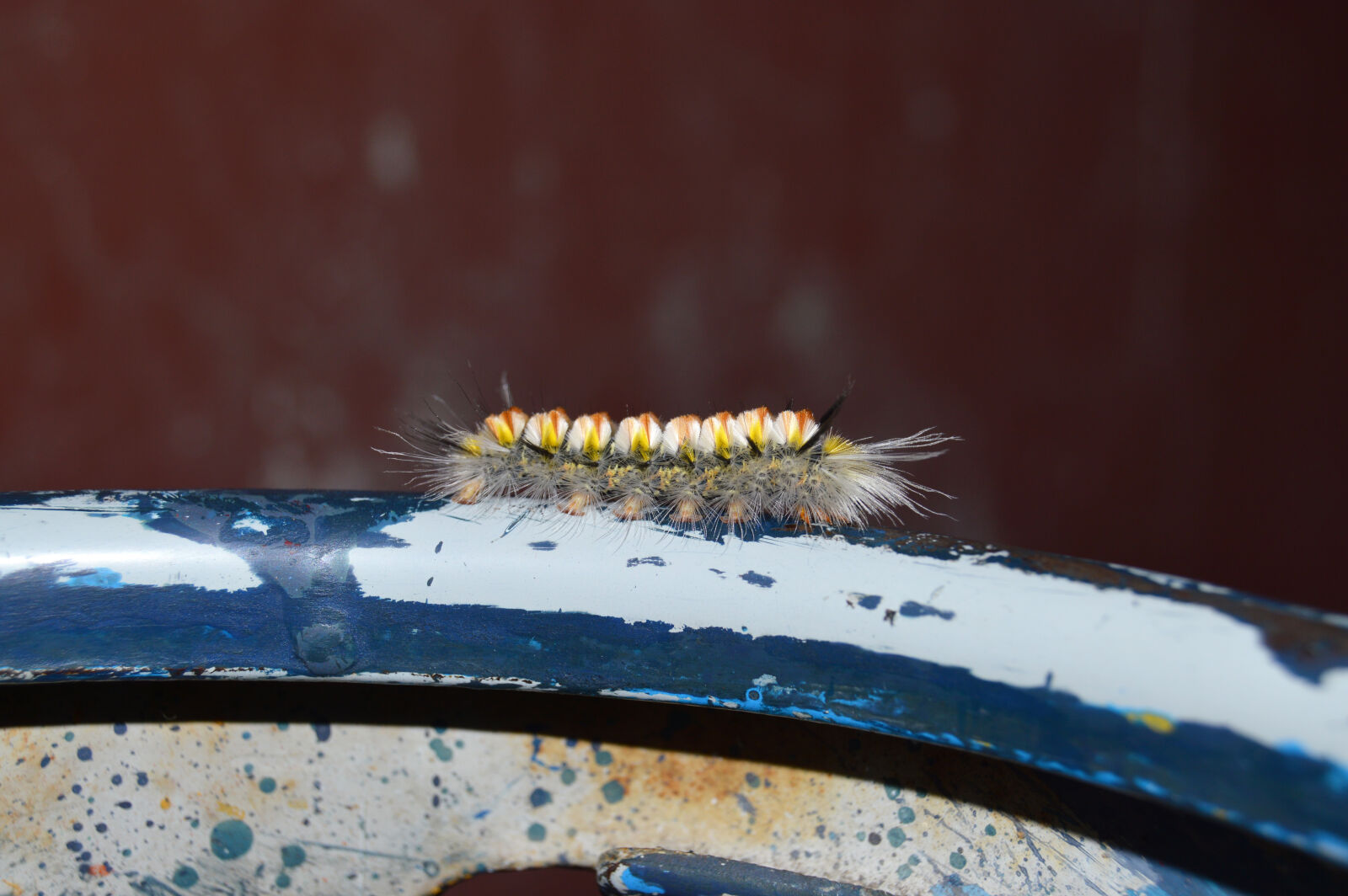 Nikon D3200 sample photo. Butterfly, caterpillar, hairy, insect photography