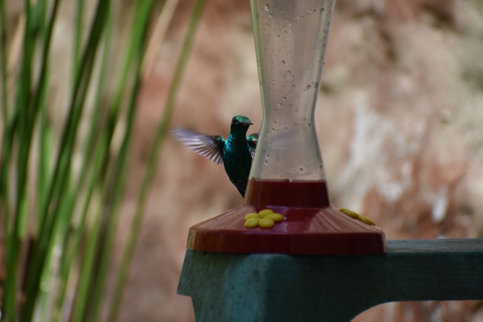 Nikon D3400 sample photo. Hummingbird, tropical, flight photography