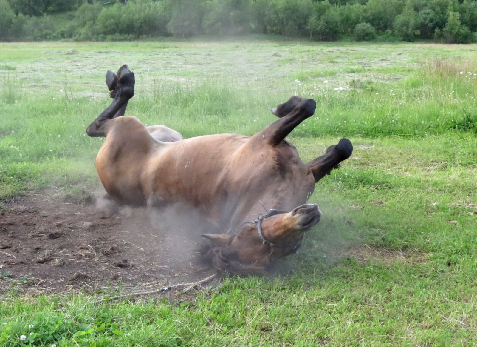 Canon PowerShot SX40 HS sample photo. Horse, mare, stallion photography