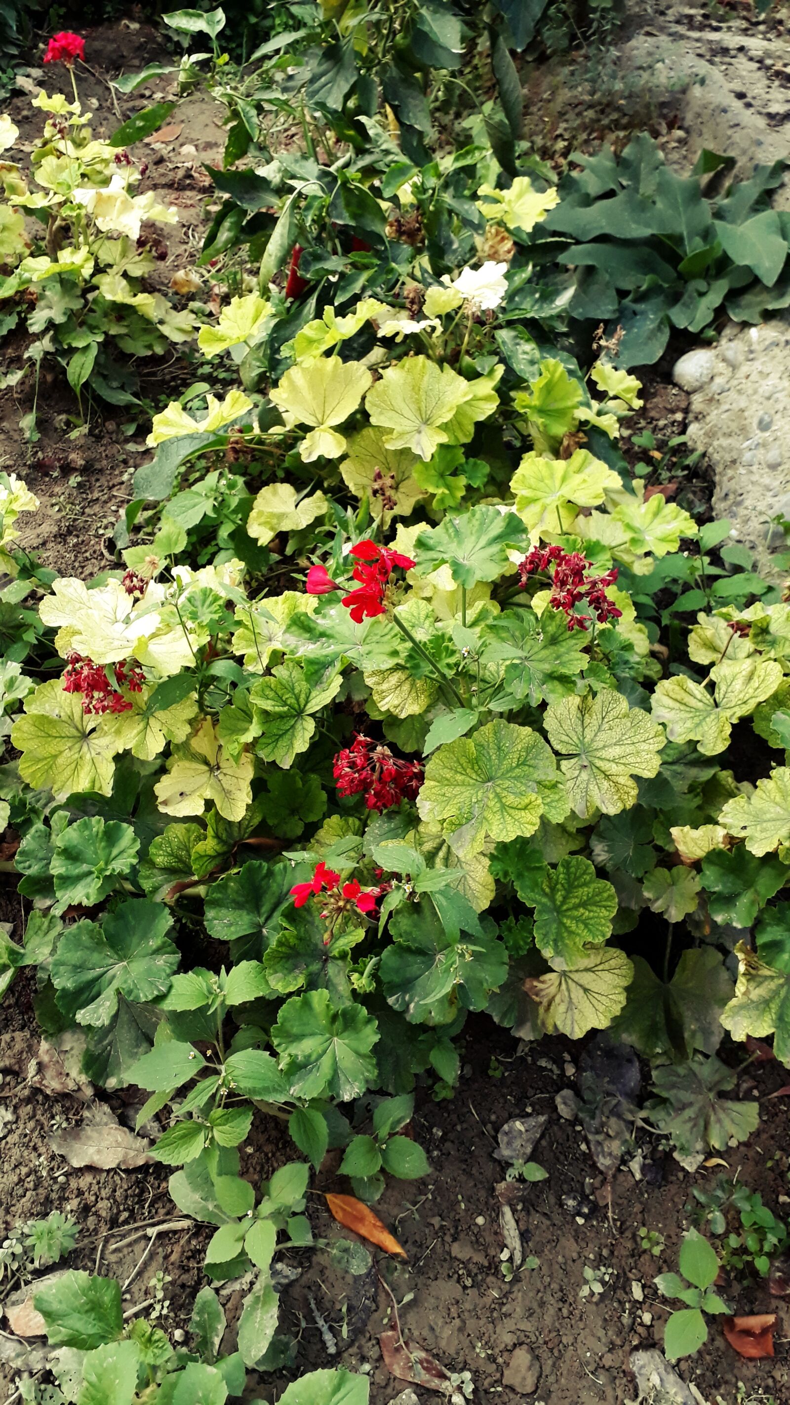 Samsung Galaxy A3(2017) sample photo