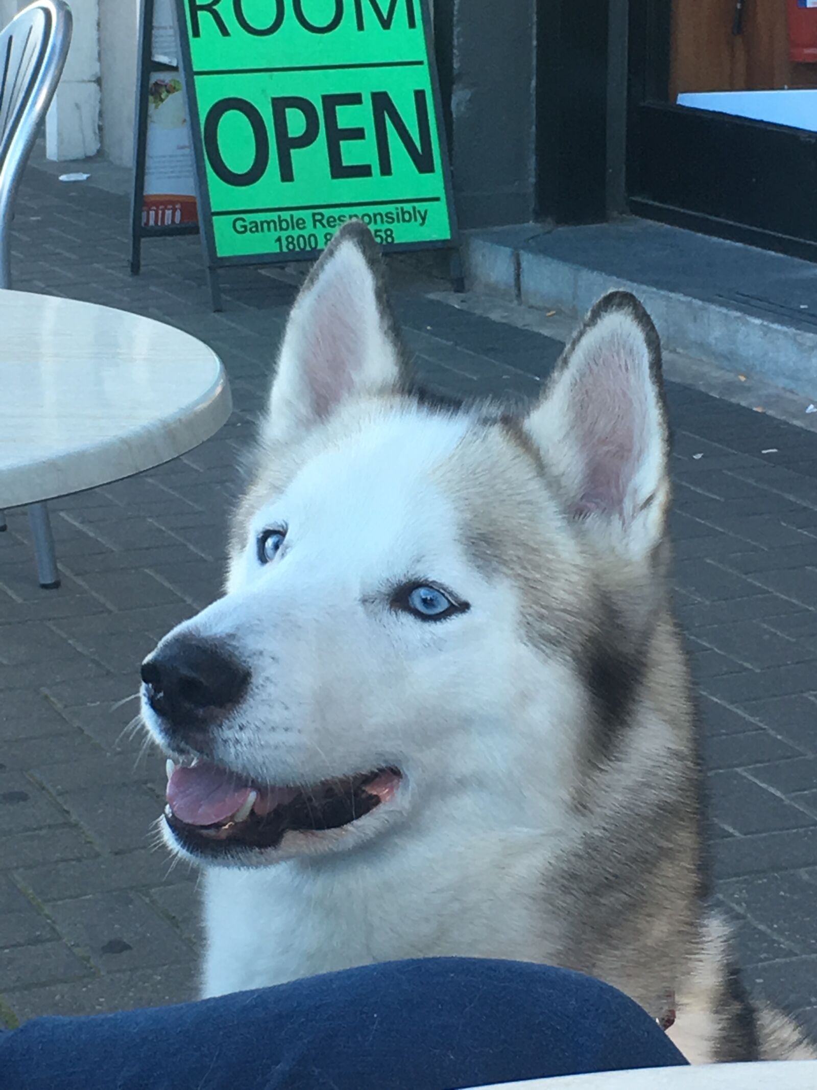 Apple iPhone 6s sample photo. Dog, husky, wolf photography