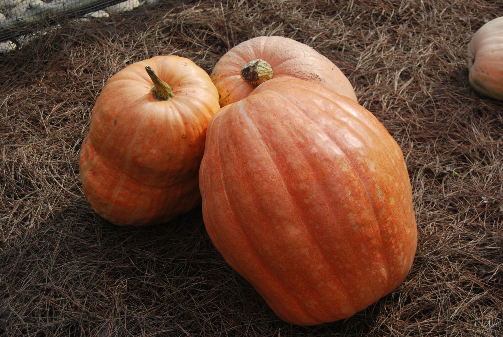 Nikon D60 sample photo. Pumpkin, vegetable, huerta photography