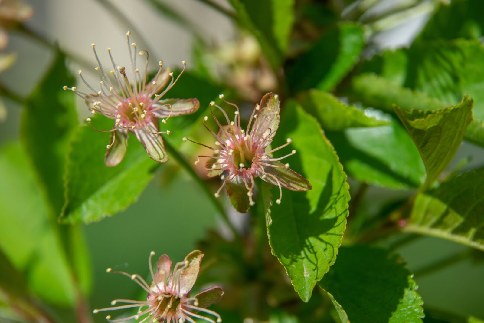 Nikon D3300 sample photo. Flowered, flower, wood photography