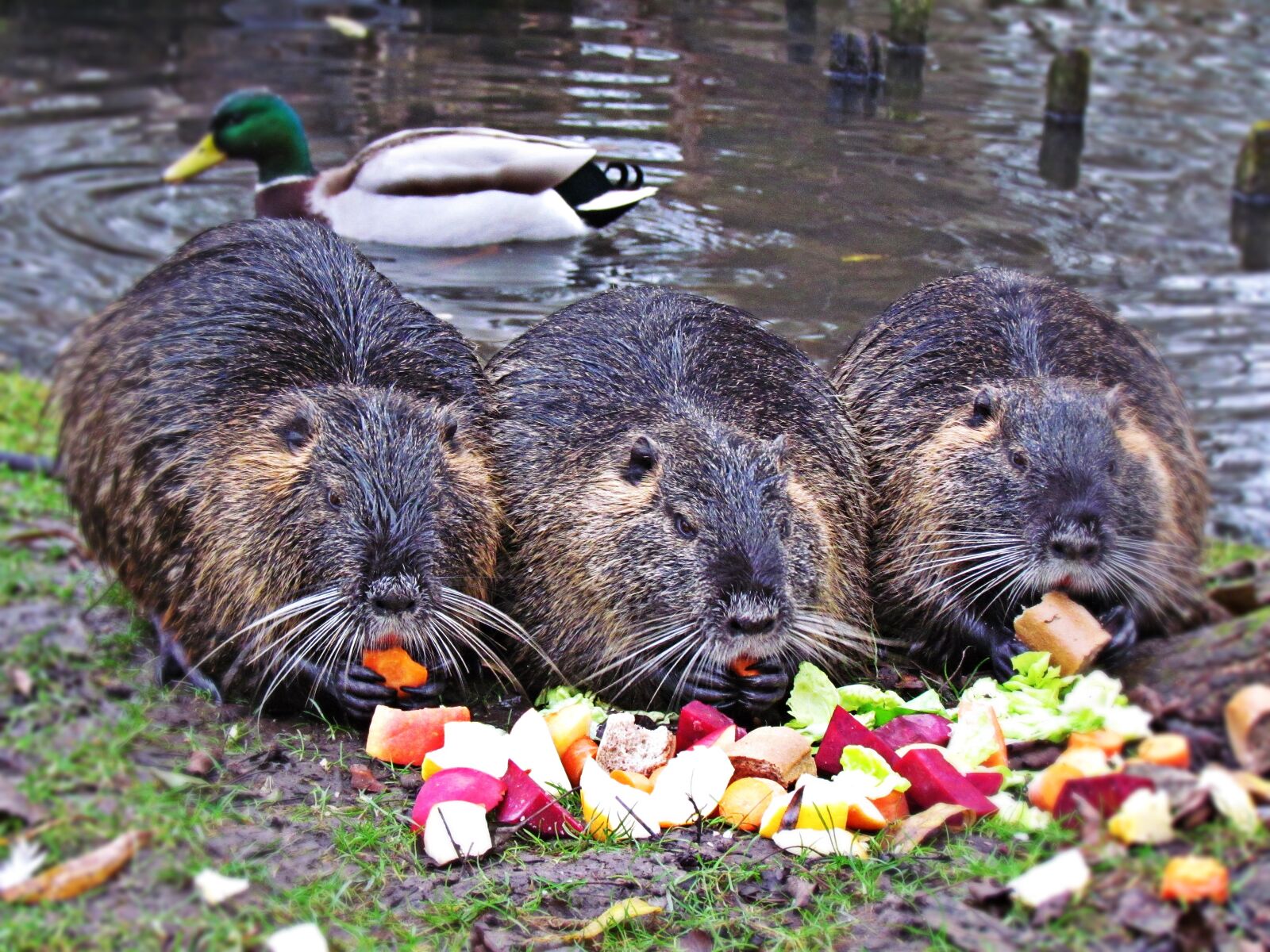 Canon PowerShot SX30 IS sample photo. Animals, nutria, mammal photography