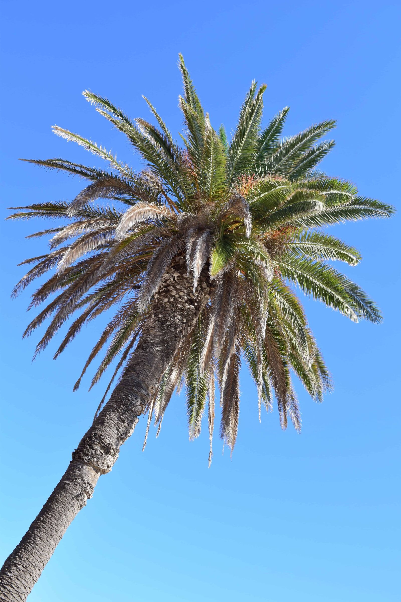 Nikon D3300 sample photo. Palm tree, nature, coconut photography