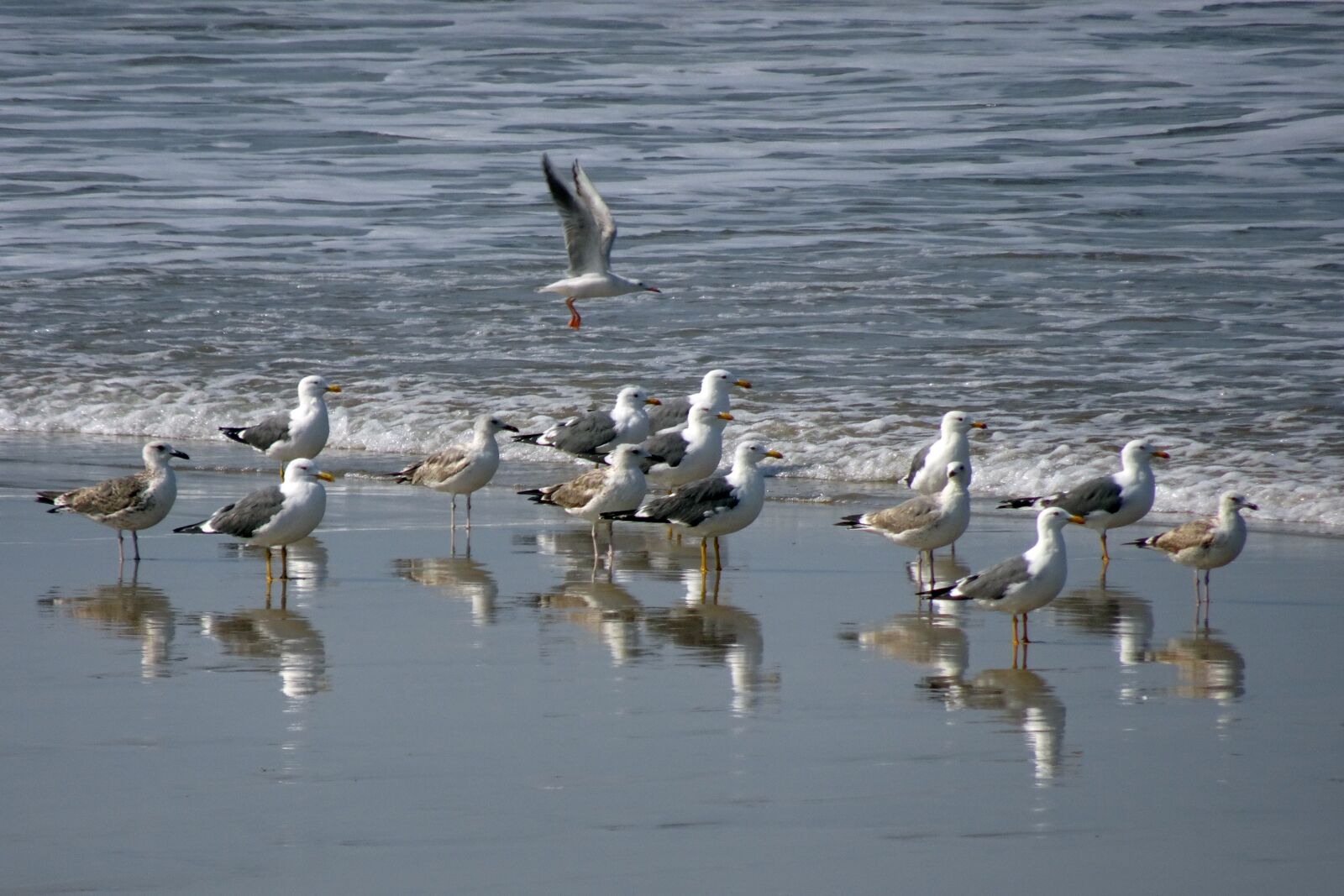 Sony Cyber-shot DSC-HX90V sample photo. Bird, gull, heuglin's gull photography