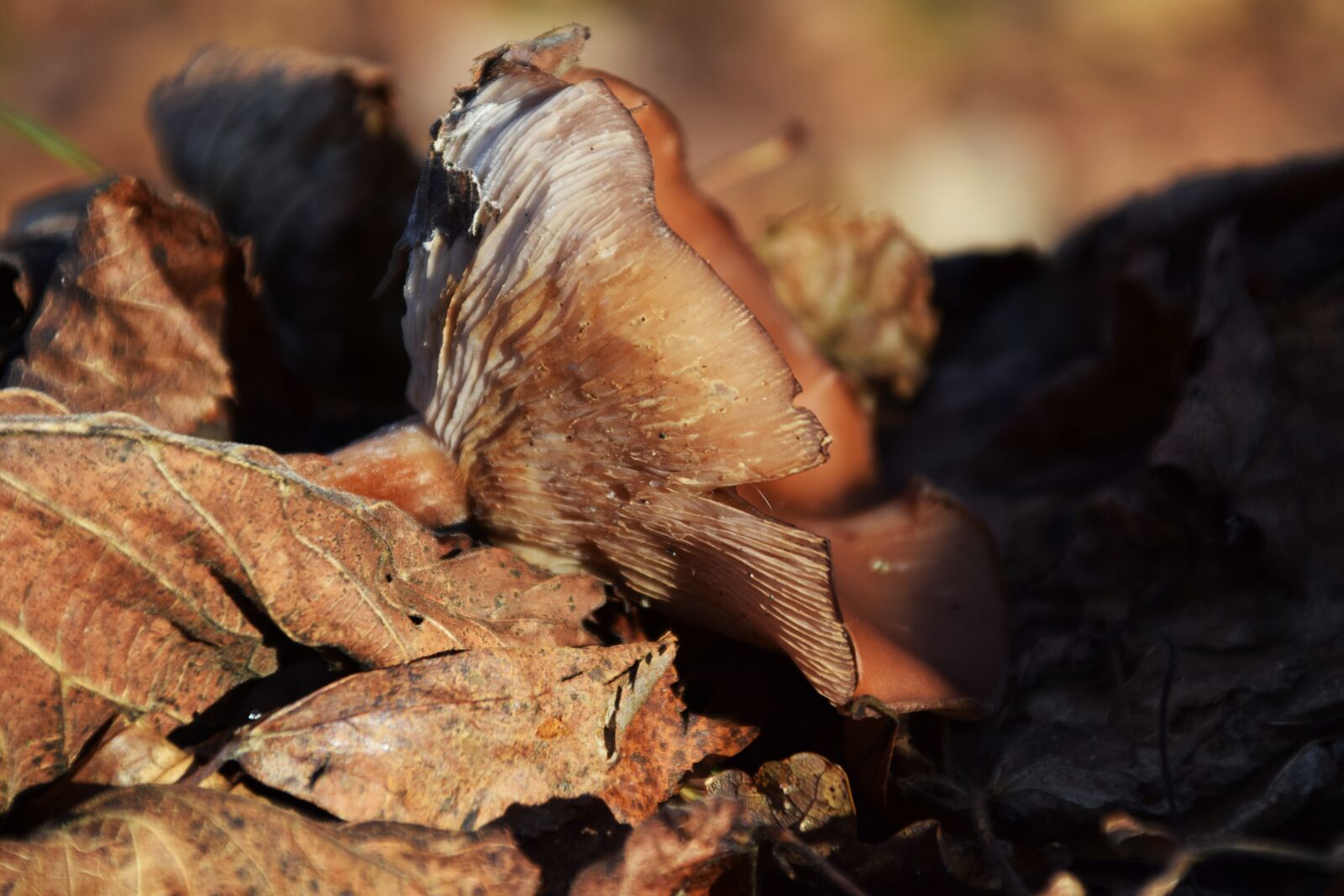 Nikon D3300 sample photo. Mushroom, forest floor, forest photography