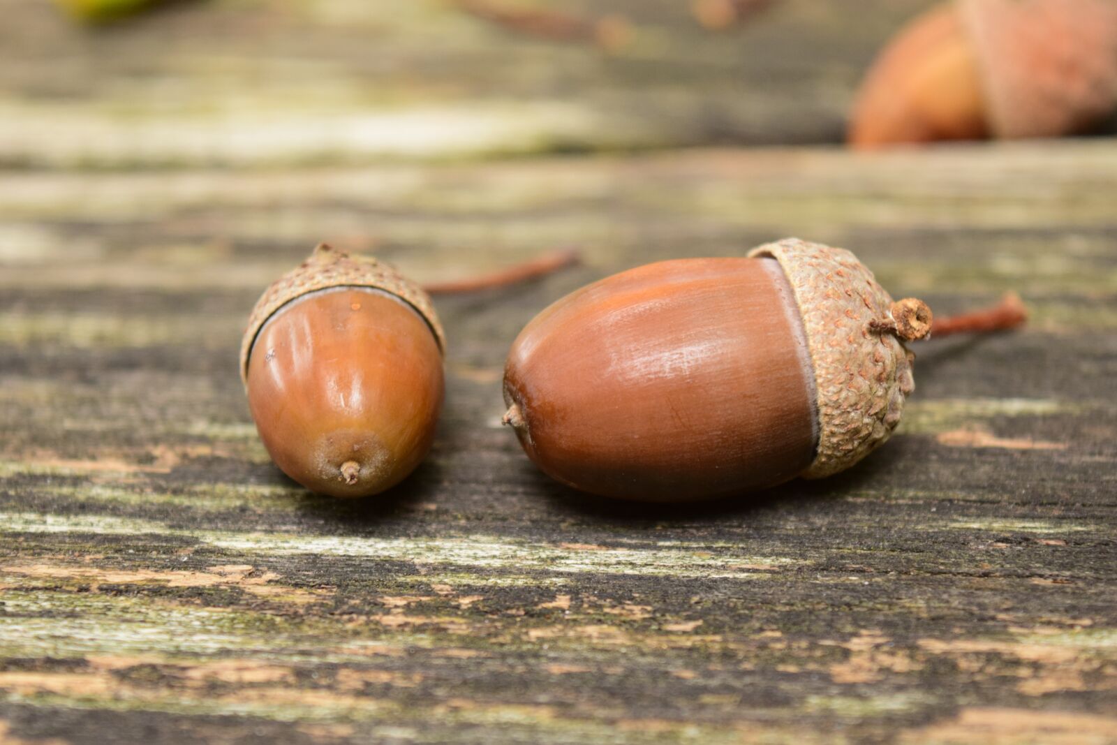 Nikon D3300 sample photo. Acorns, close up, background photography
