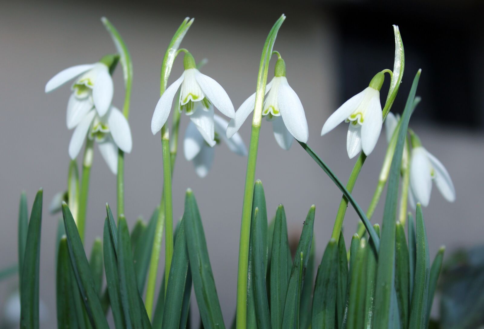 Canon EOS 1200D (EOS Rebel T5 / EOS Kiss X70 / EOS Hi) sample photo. Snowdrops, in early spring photography