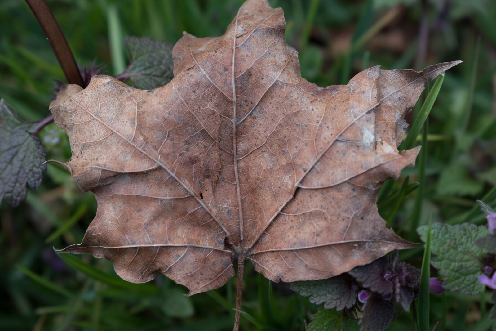 Nikon D5600 sample photo. Spring, leaf, nature photography