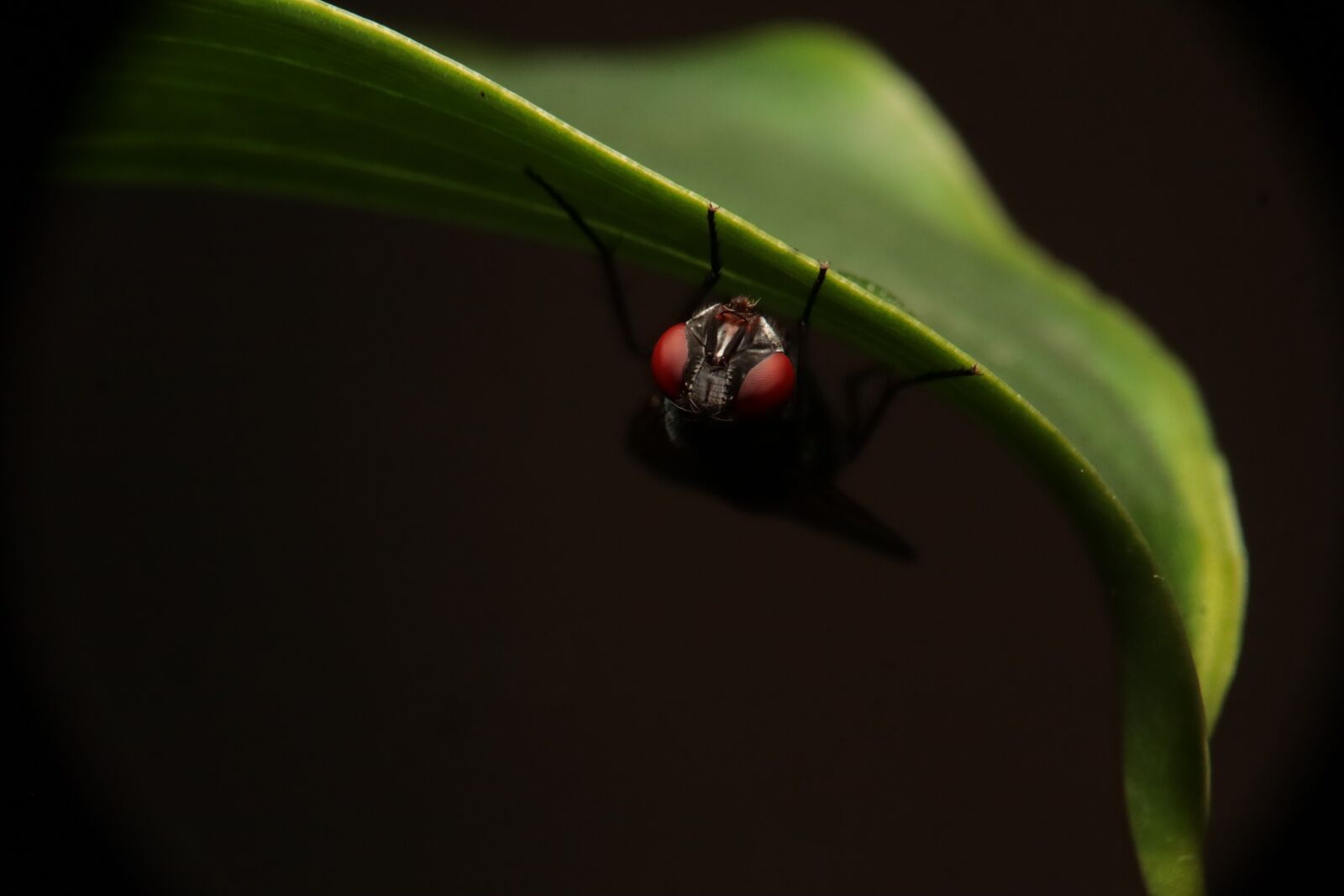 Canon EOS M50 (EOS Kiss M) sample photo. Insect, nature, fly photography