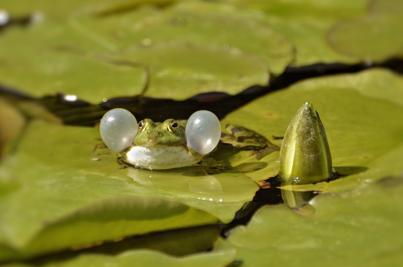 Nikon D3200 sample photo. Green frog, animal, nature photography