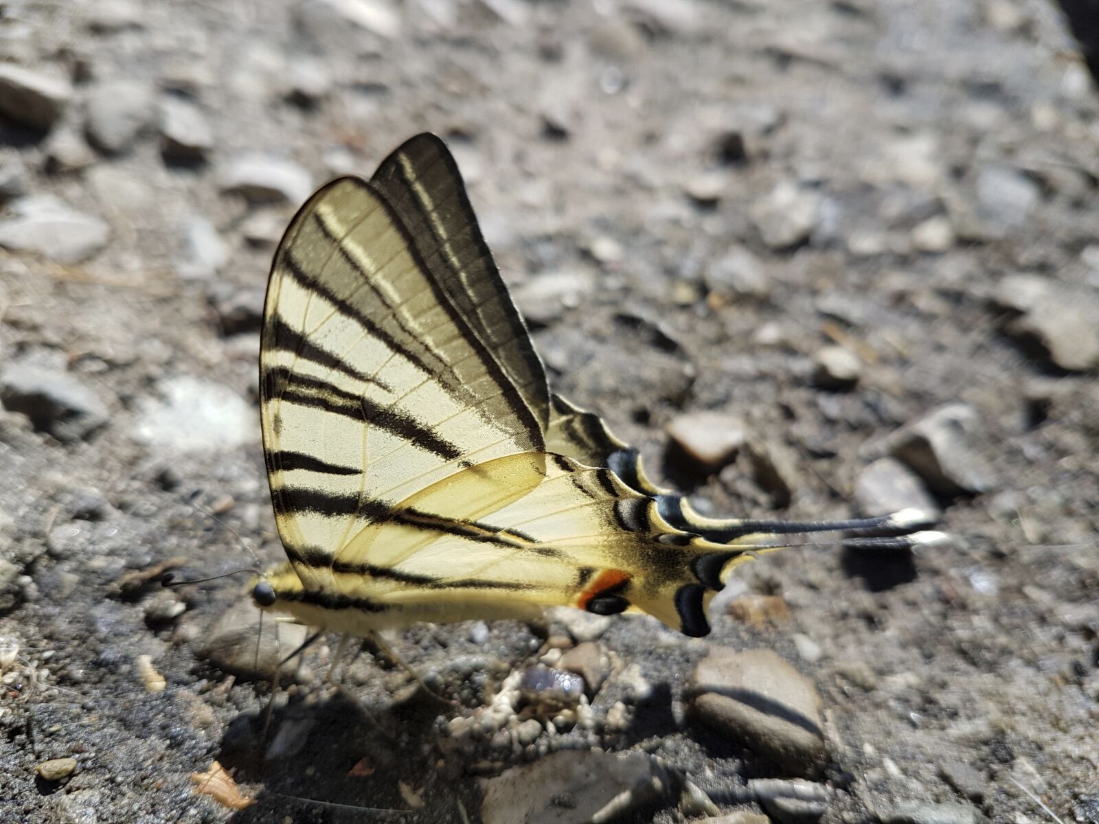 Samsung Galaxy S7 Edge sample photo. Butterfly, nature, road photography