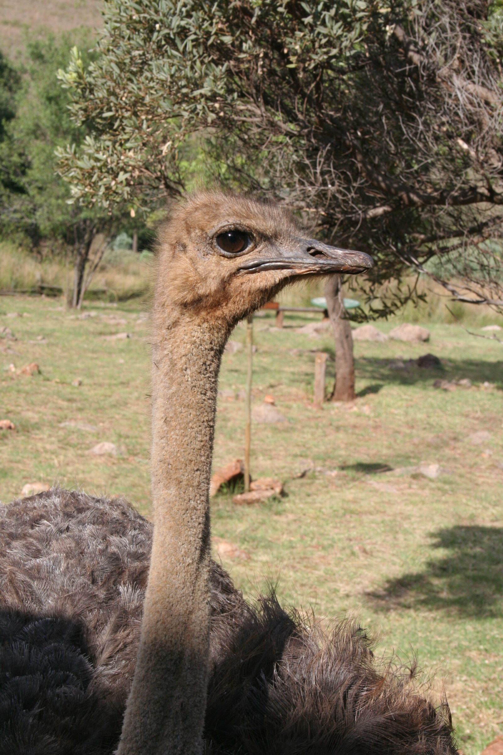 Canon EOS 350D (EOS Digital Rebel XT / EOS Kiss Digital N) sample photo. Ostrich, bird, animal photography