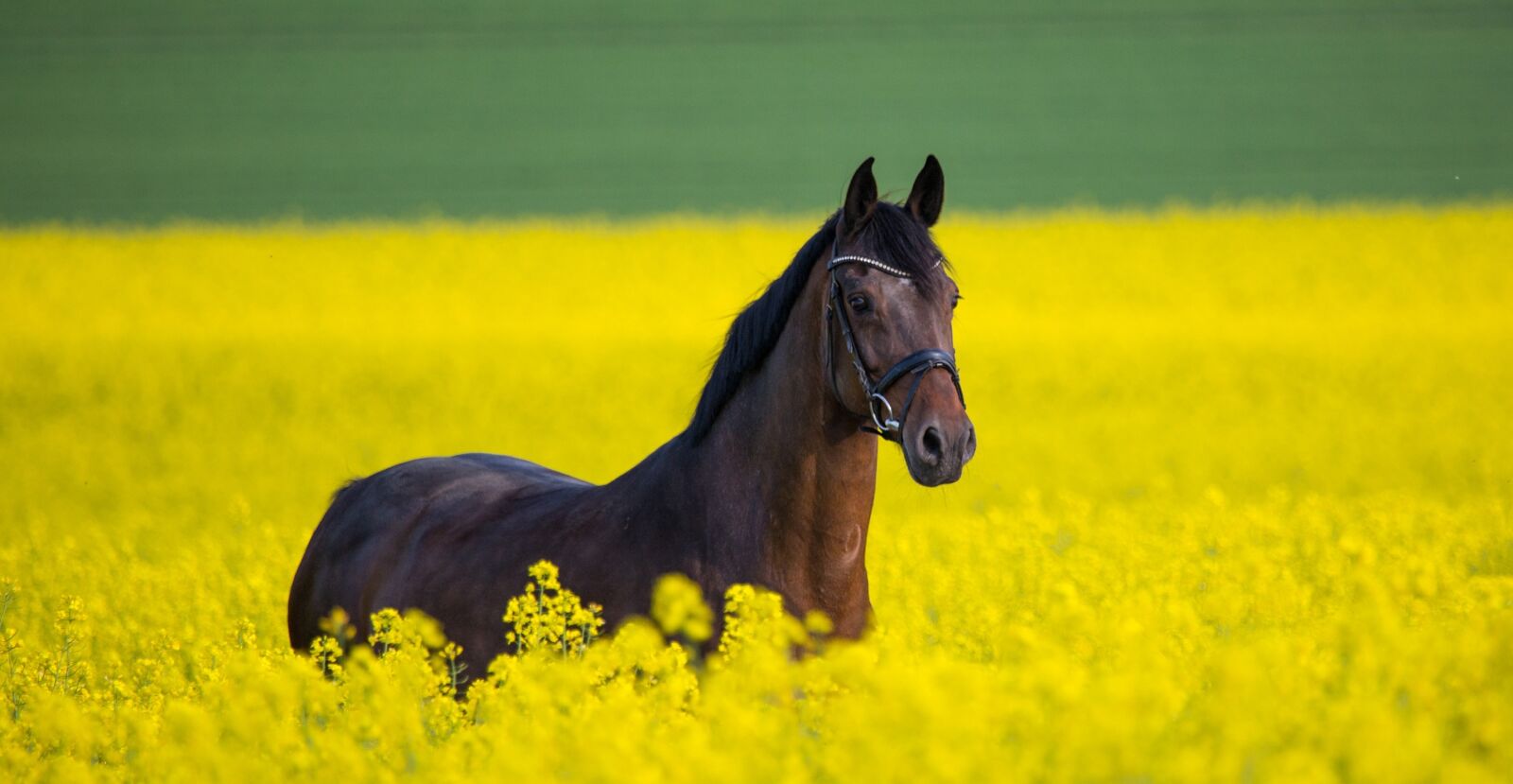 Canon EF 100-400mm F4.5-5.6L IS USM sample photo. Horse, field, rapeseed photography