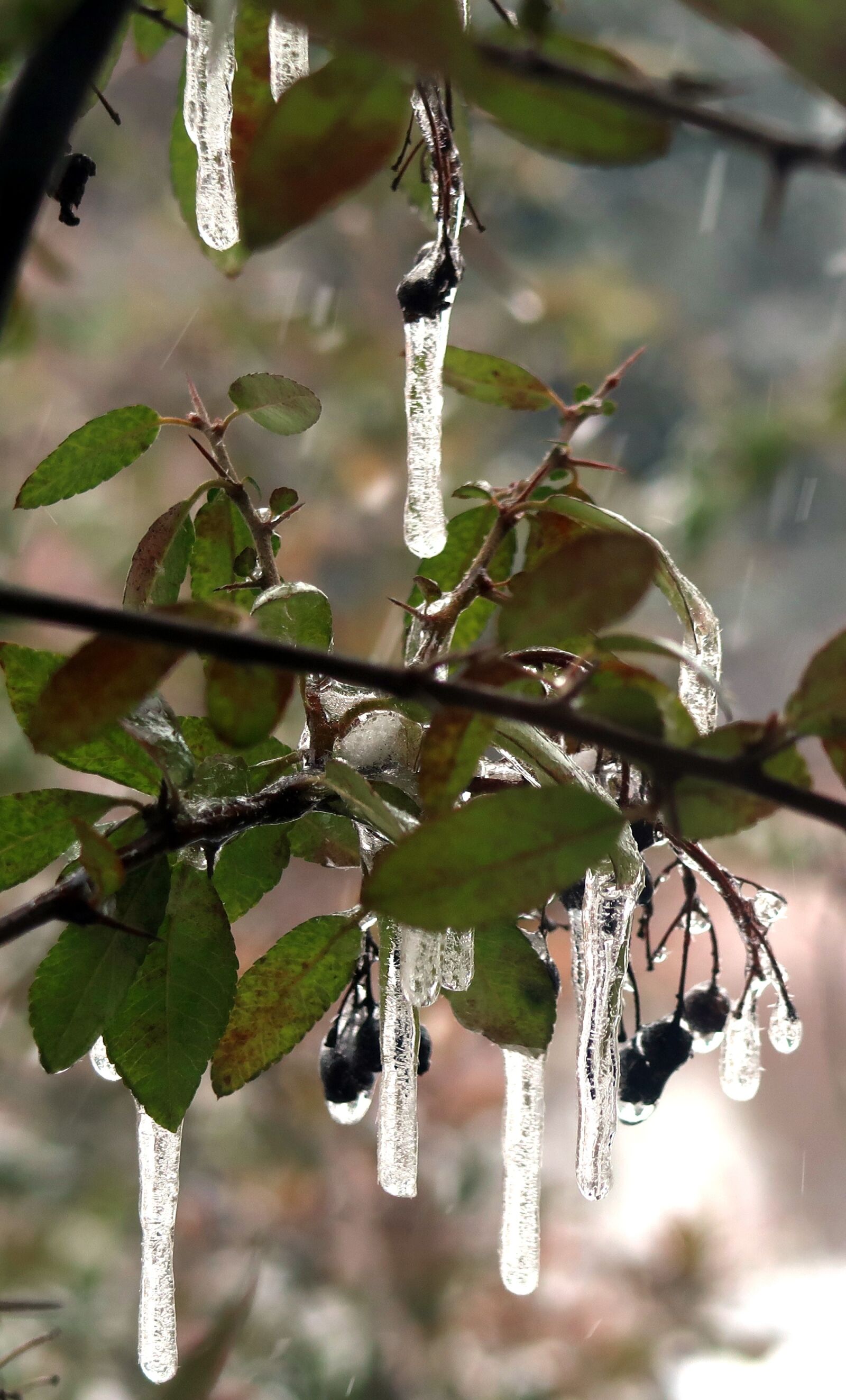 Canon PowerShot G7 X Mark II sample photo. Tree, stalactites, nature photography