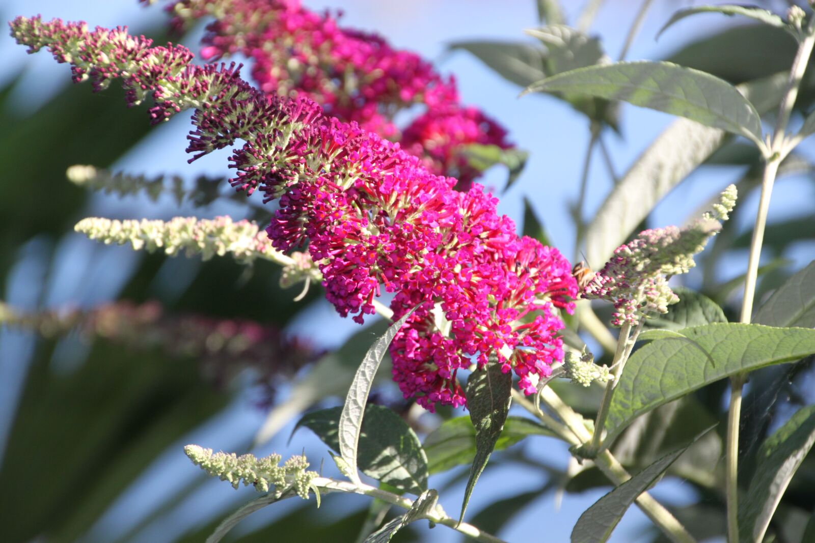 Canon EOS 500D (EOS Rebel T1i / EOS Kiss X3) sample photo. Flower, pink, blossom photography