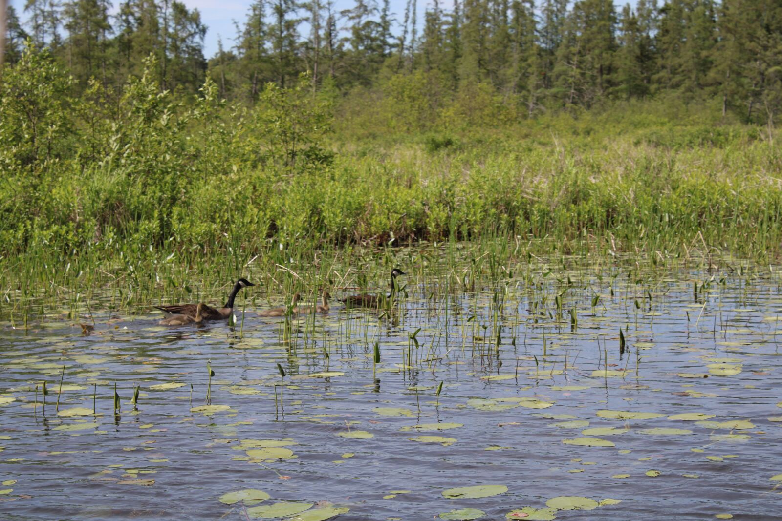 Canon EOS 2000D (EOS Rebel T7 / EOS Kiss X90 / EOS 1500D) sample photo. Wildlife, ducks, marsh photography