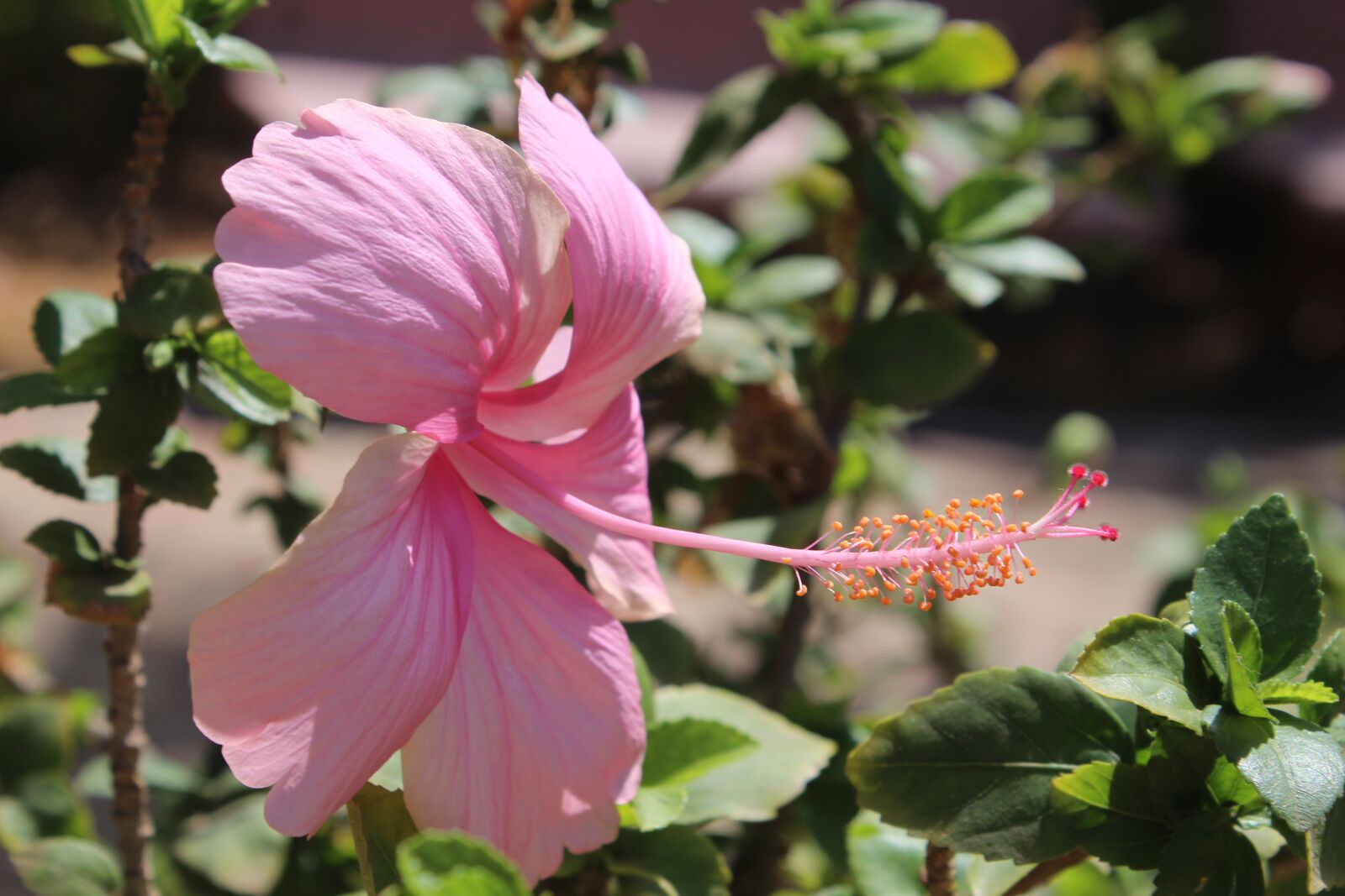 Canon EOS 650D (EOS Rebel T4i / EOS Kiss X6i) sample photo. Flower, hibiscus, summer photography