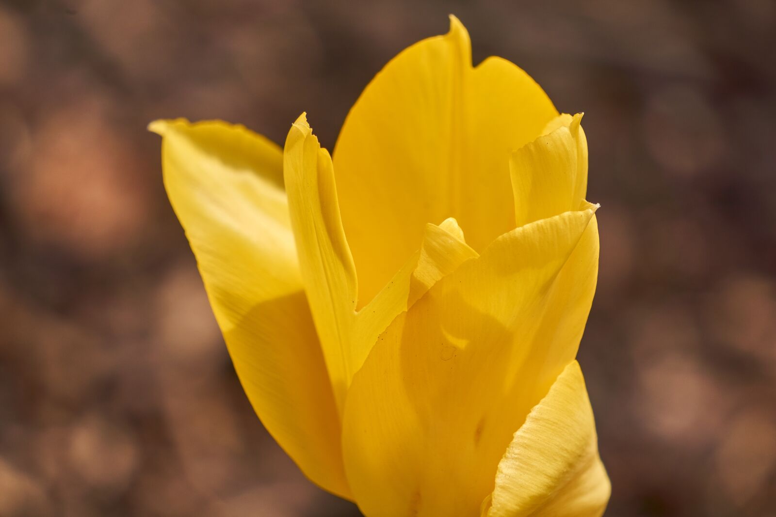 Sony E 55-210mm F4.5-6.3 OSS sample photo. Tulip, blossom, bloom photography