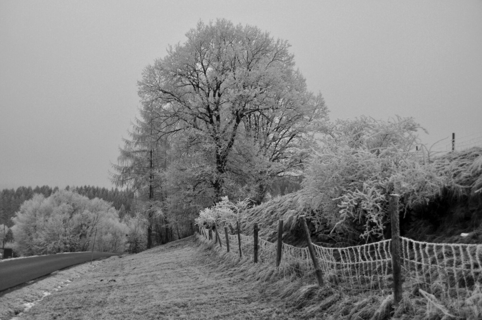 Nikon D90 sample photo. Frost winter, icy, wintry photography
