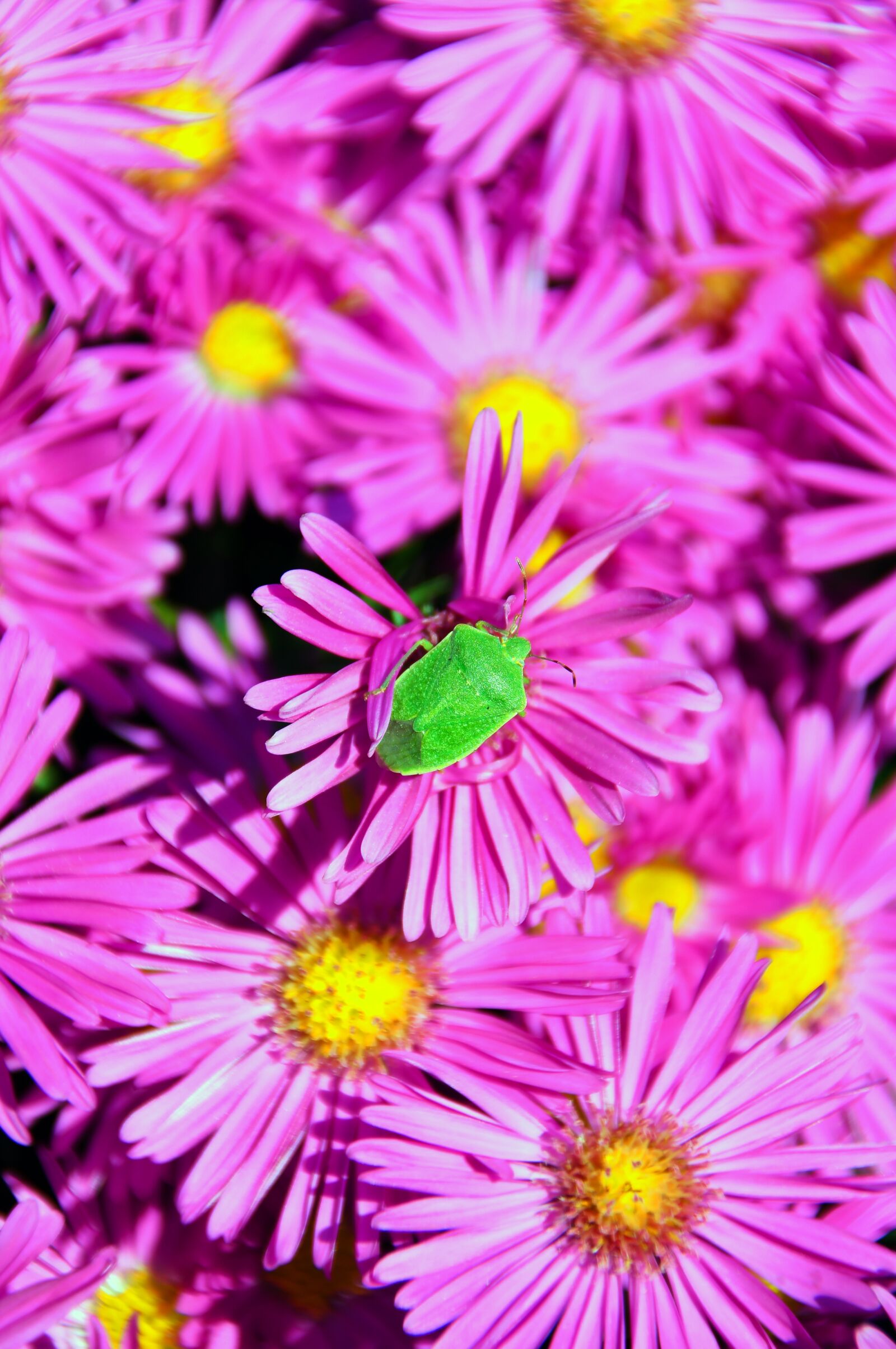 Nikon D3200 sample photo. Pink, pink chrysanthemum, bedbugs photography