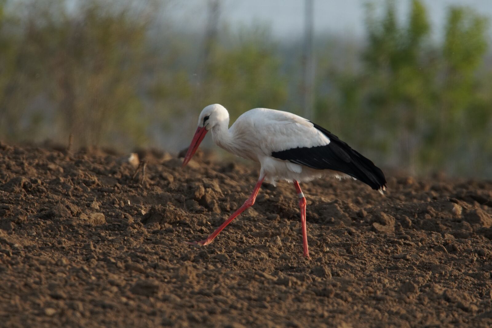 Sony a6500 sample photo. Adebar, stork, wildlife photography
