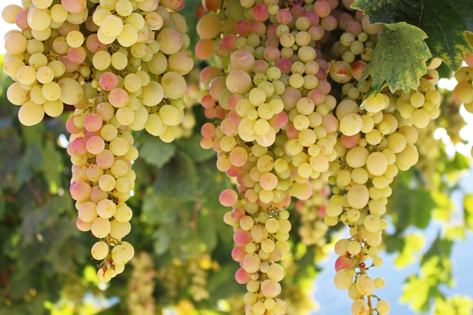 Canon EOS 700D (EOS Rebel T5i / EOS Kiss X7i) sample photo. Grapes, fruit, vine photography