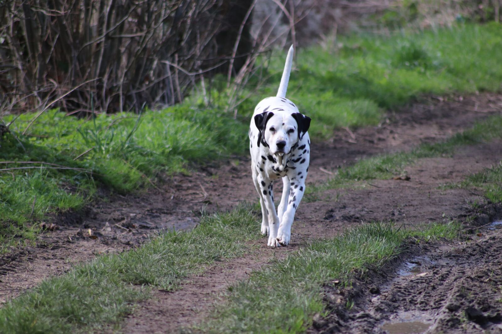 Canon EOS 800D (EOS Rebel T7i / EOS Kiss X9i) sample photo. Dog, dalmatian, cute photography