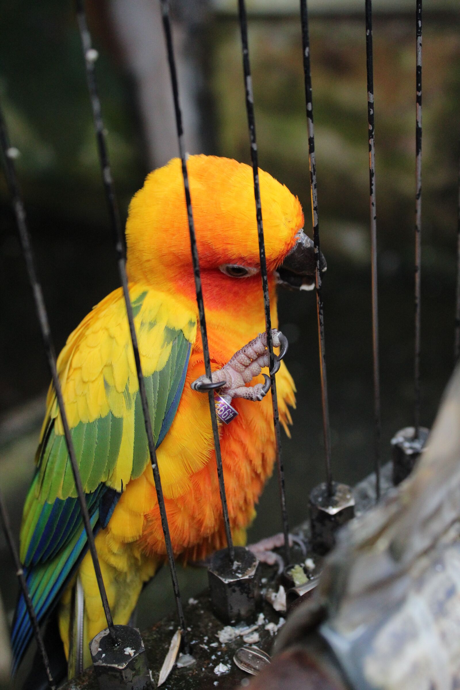 Canon EOS 600D (Rebel EOS T3i / EOS Kiss X5) sample photo. Bird, outdoors, animal photography