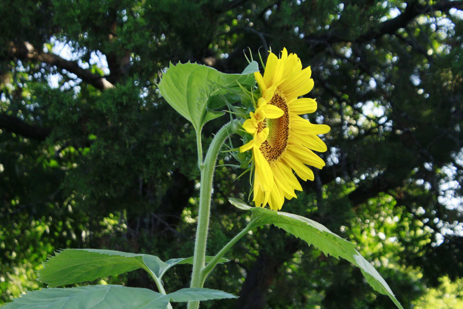 Canon EOS 60D + Canon EF-S 18-55mm F3.5-5.6 IS II sample photo. Sunflower, flower, nature photography