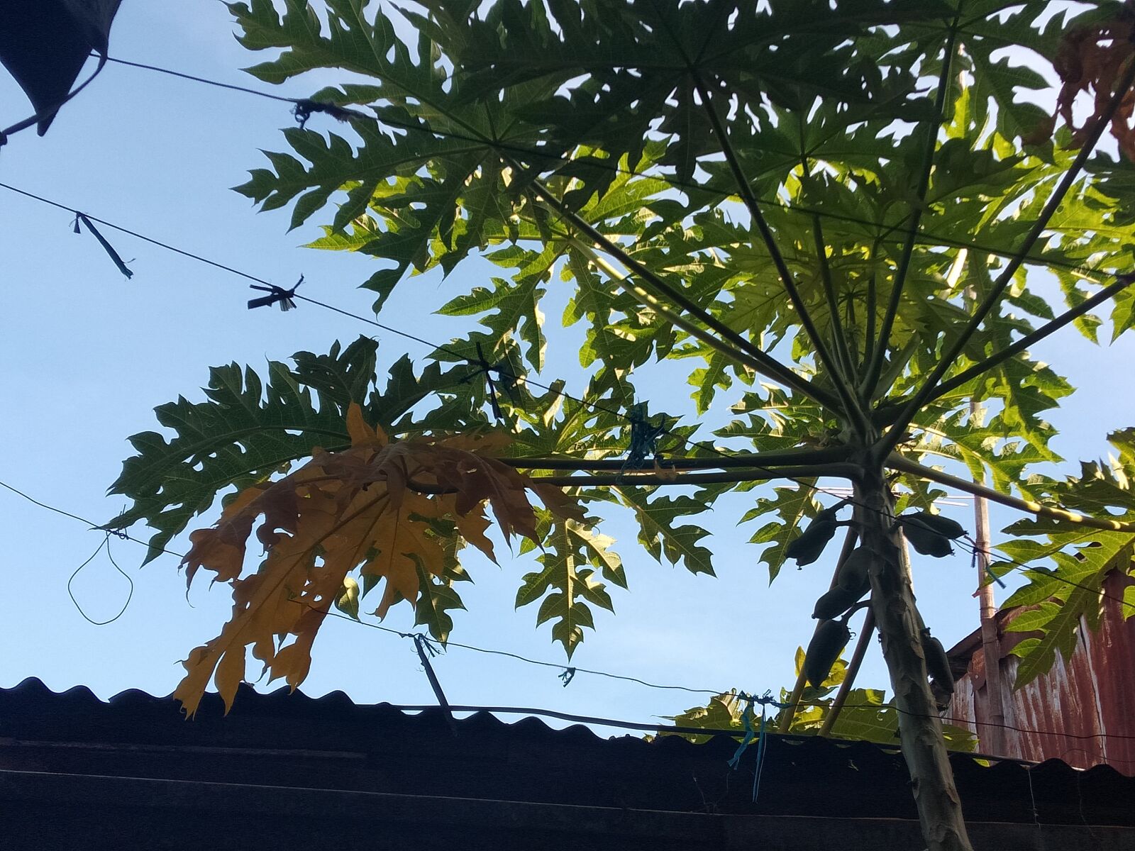 OPPO A3S sample photo. Province, papaya tree, fresh photography