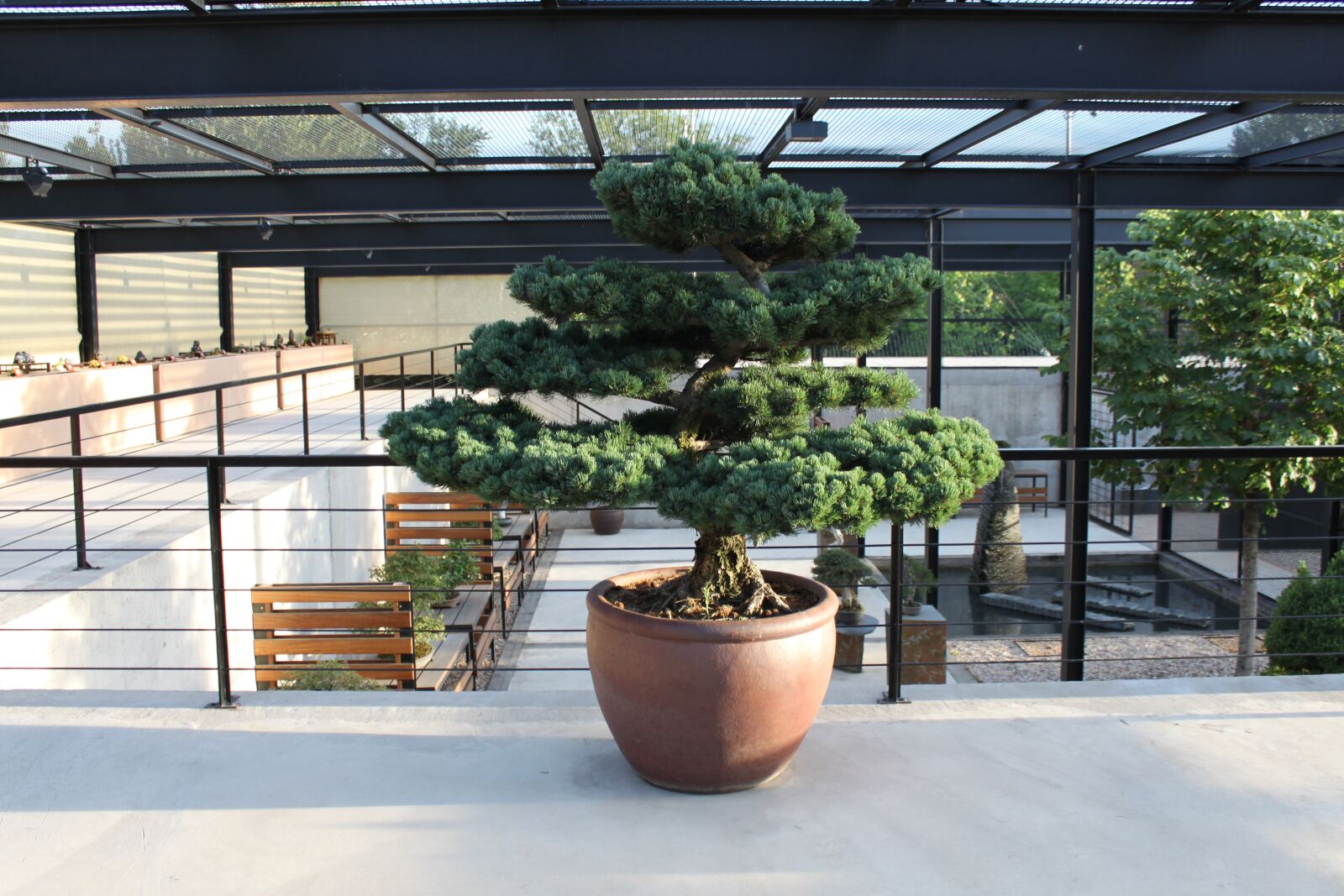 Canon EOS 500D (EOS Rebel T1i / EOS Kiss X3) sample photo. Bonsai, a restful night's photography