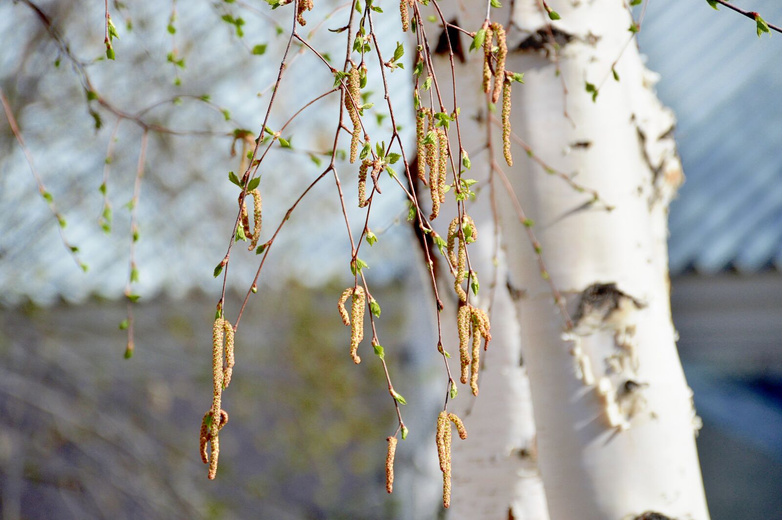 Nikon D3200 sample photo. Birch, earrings, trees photography