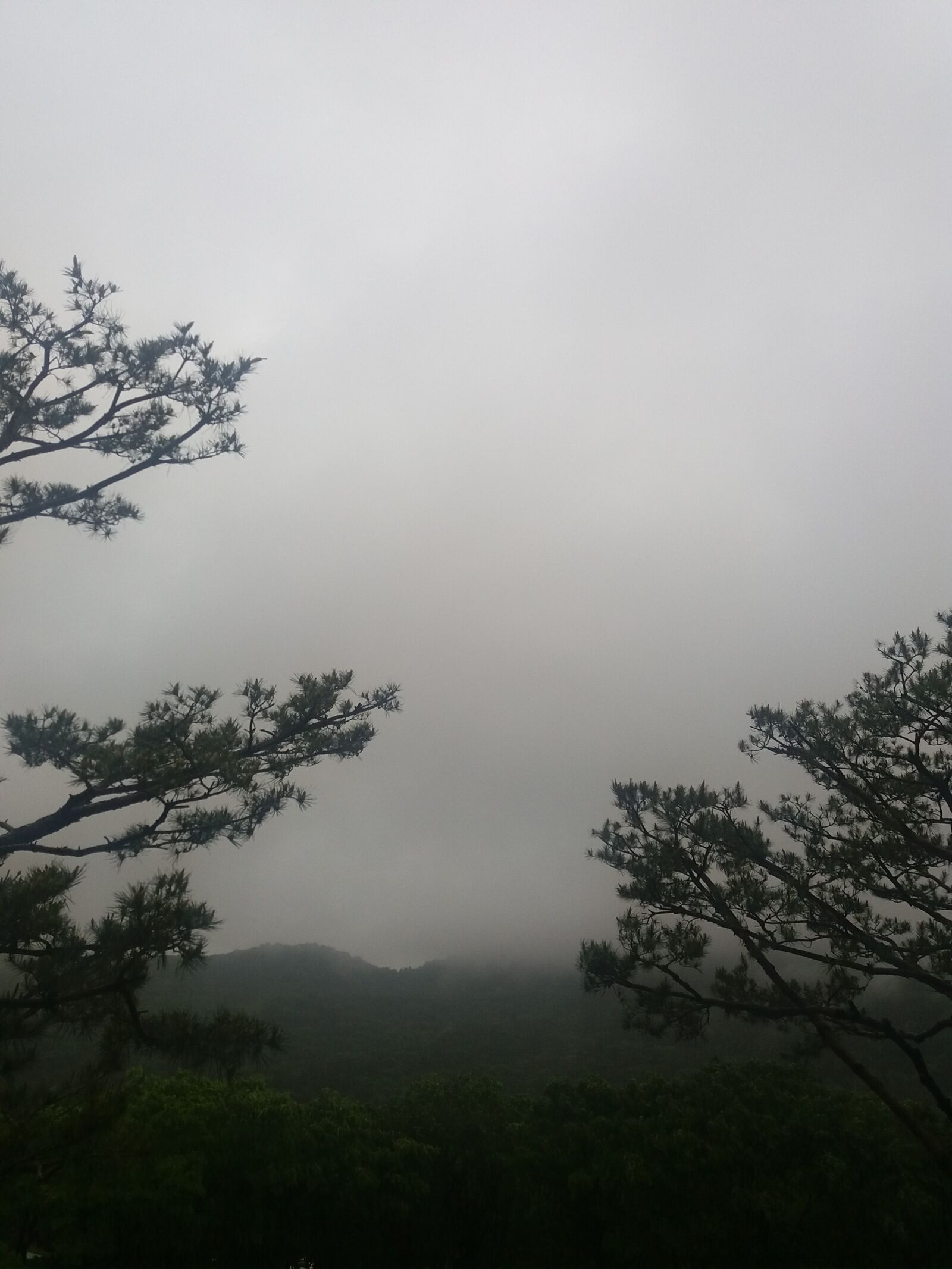 Samsung Galaxy J5(2016) sample photo. Fog, pine, non photography