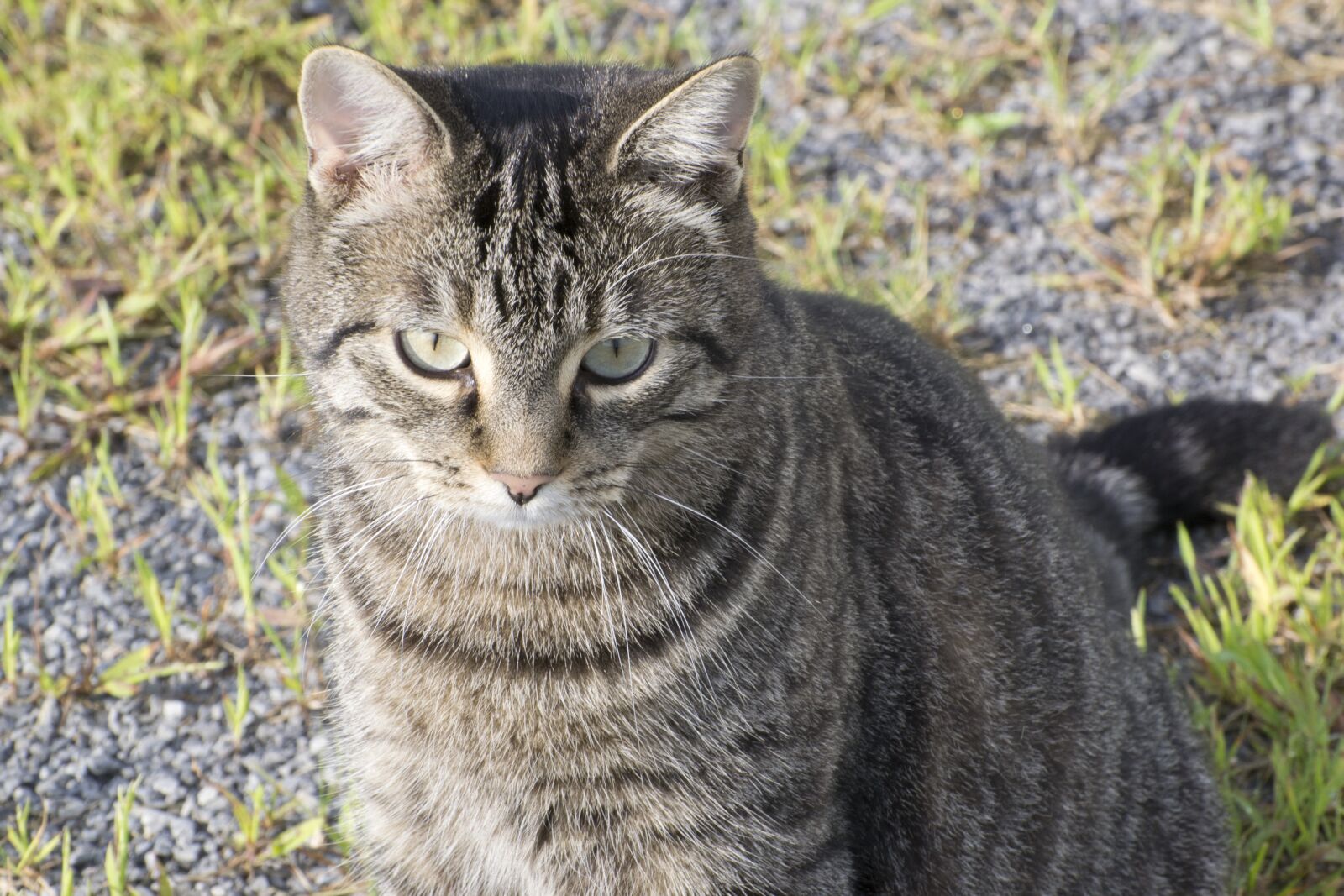 Nikon D3100 sample photo. Animal, cat, tabby photography
