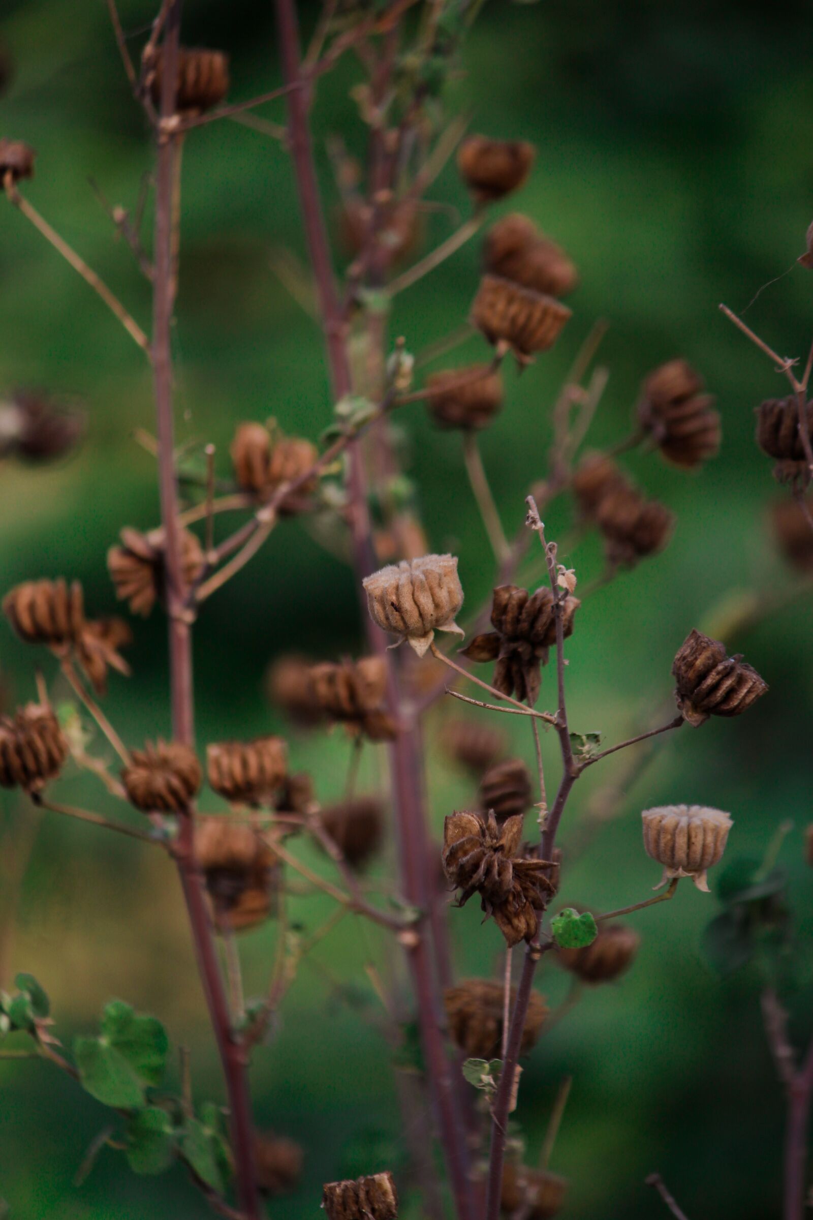 Canon EOS 700D (EOS Rebel T5i / EOS Kiss X7i) sample photo. Weeds, beautiful, beautiful weeds photography