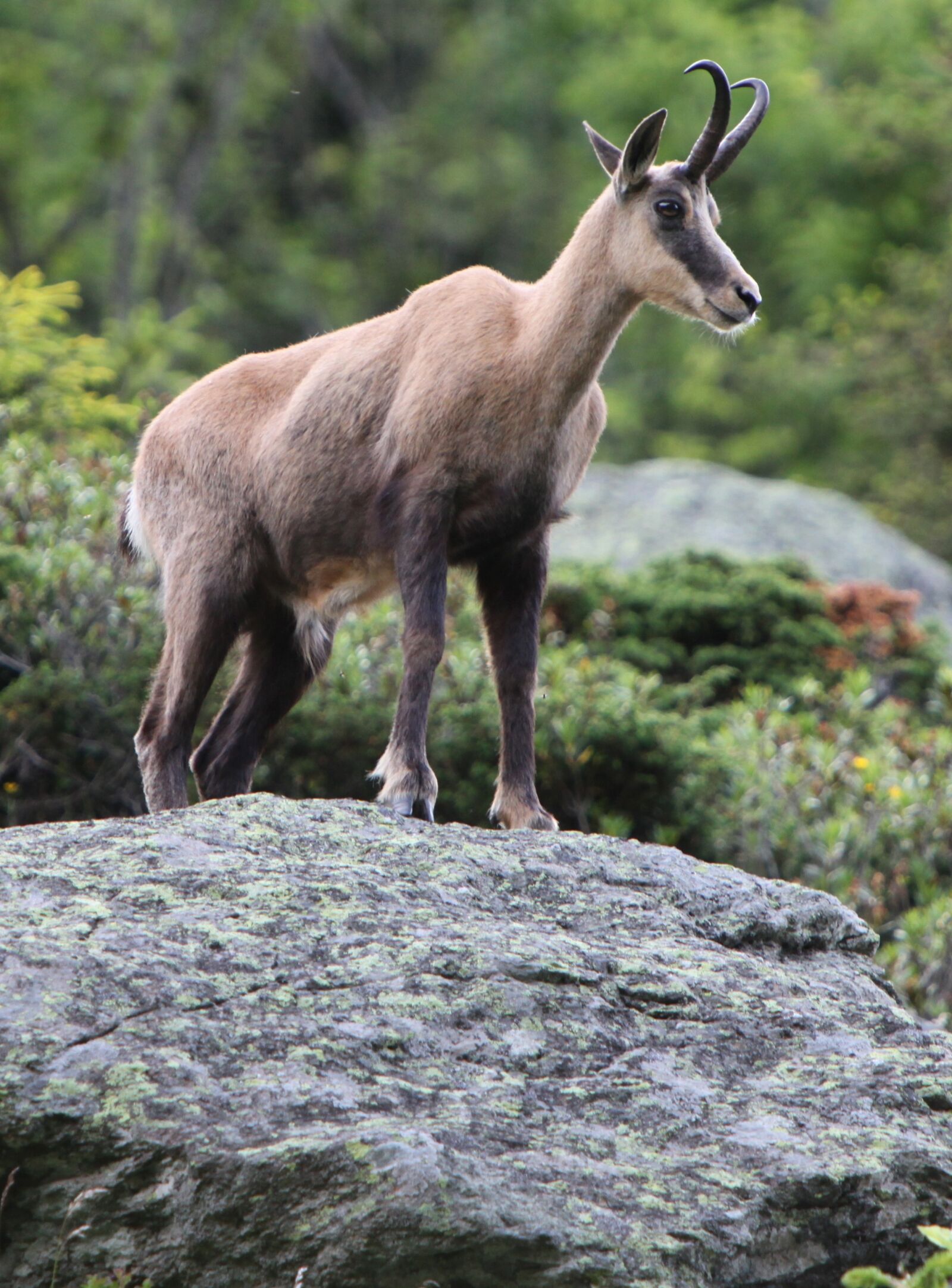 Canon EOS 5D Mark II sample photo. Nature, animal, fauna photography