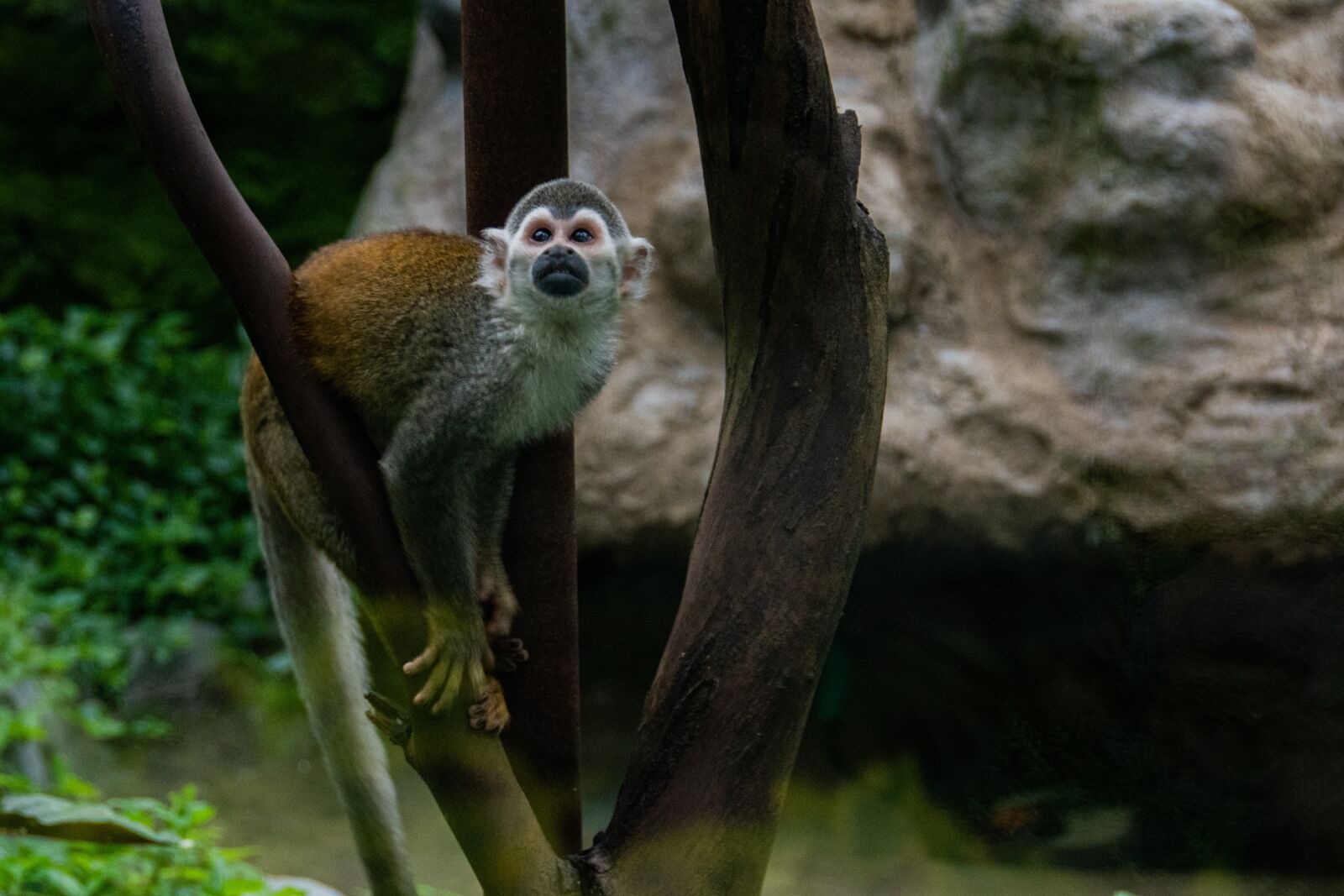 Nikon D5600 sample photo. Mono, baboon, mammal photography