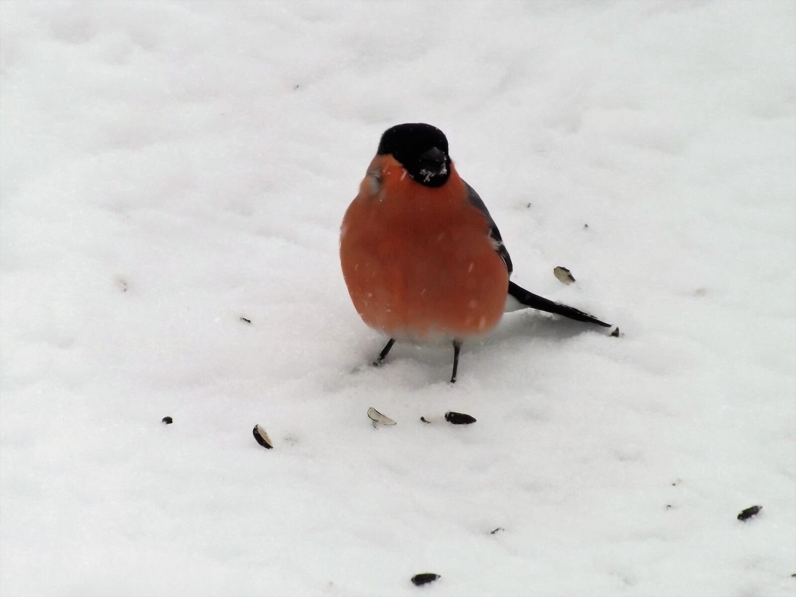 Fujifilm FinePix S4300 sample photo. снегирь, зима, птица photography