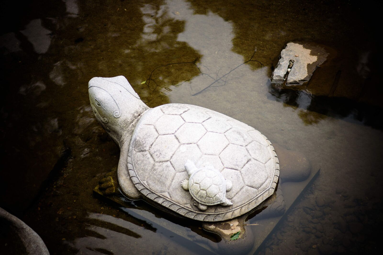 Nikon D750 sample photo. Turtle, tortoise, animal photography